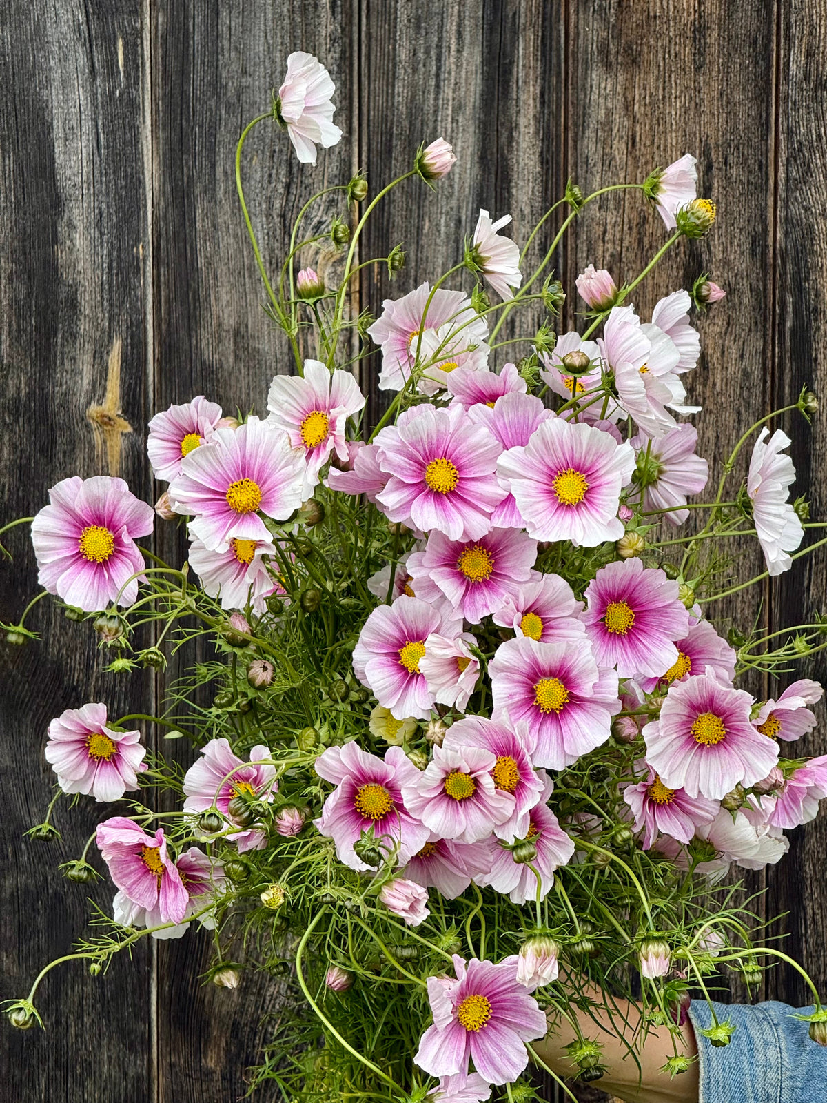 Cosmos bipinnatus Sensation Day Dream | Palest pink blooms therapyofflowers.com