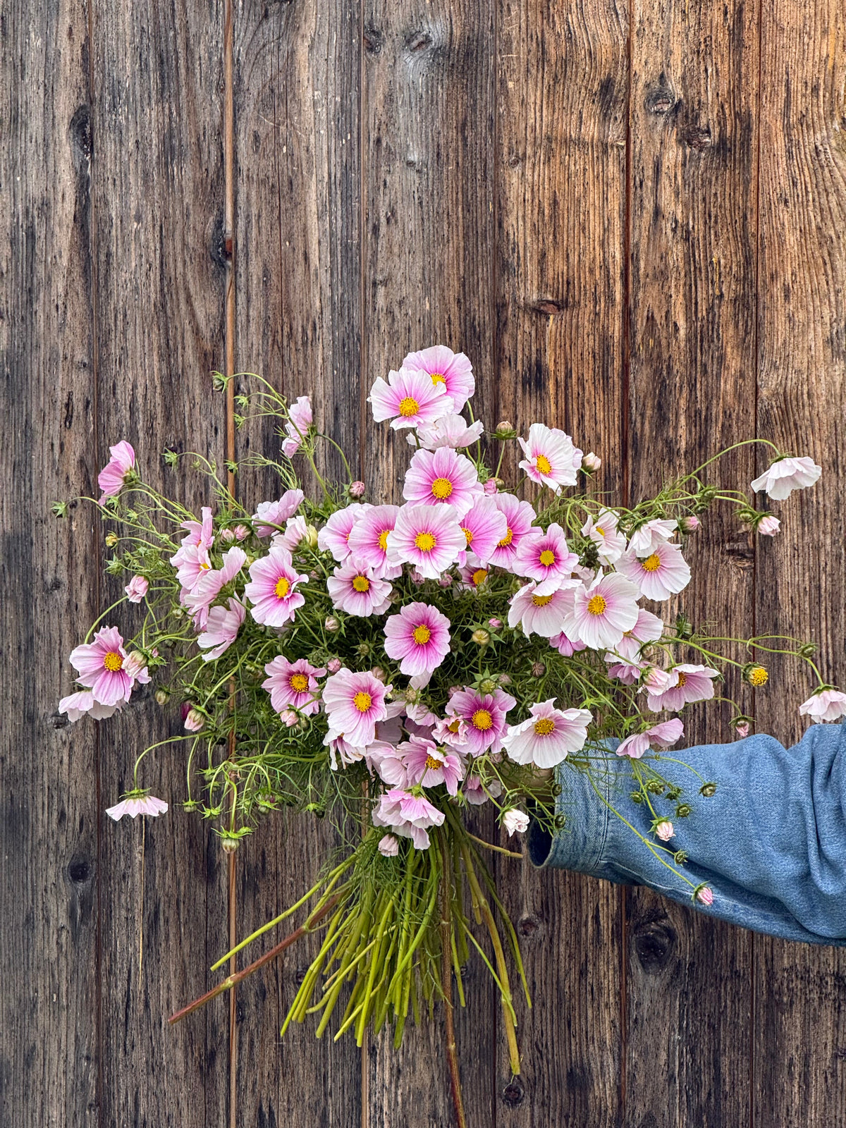 Cosmos bipinnatus Sensation Day Dream | Palest pink blooms therapyofflowers.com