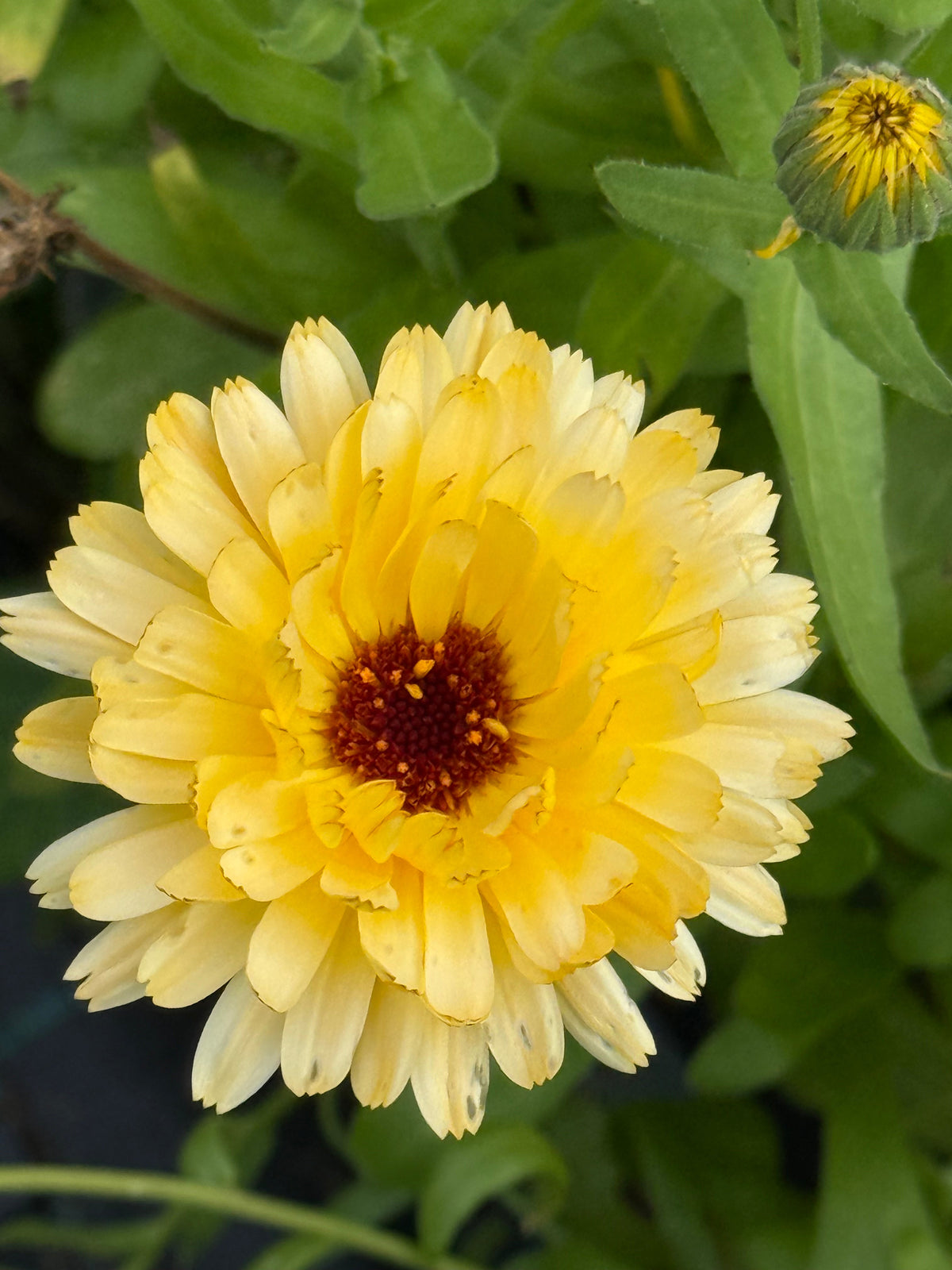 Calendula officinalis Pacific Apricot Beauty | Pot Marigold therapyofflowers.com