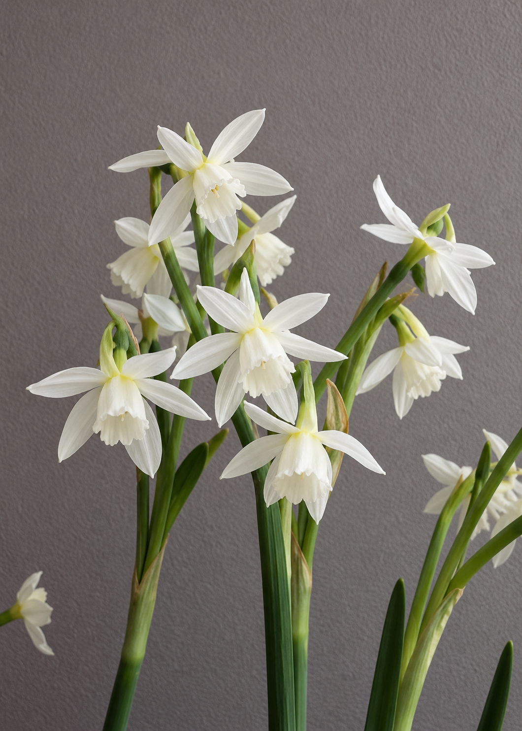 Narcissus Petrel | Triandrus Daffodil therapyofflowers.com