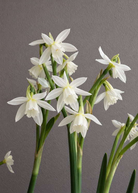 Narcissus Petrel | Triandrus Daffodil therapyofflowers.com