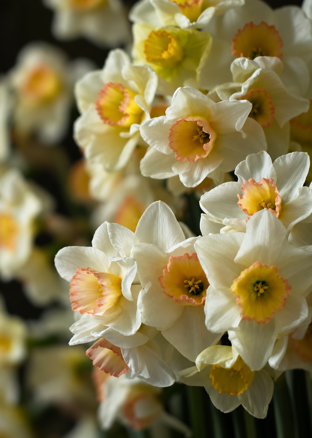 Narcissus Yazz | Jonquilla Daffodil | Cut flower therapyofflowers.com