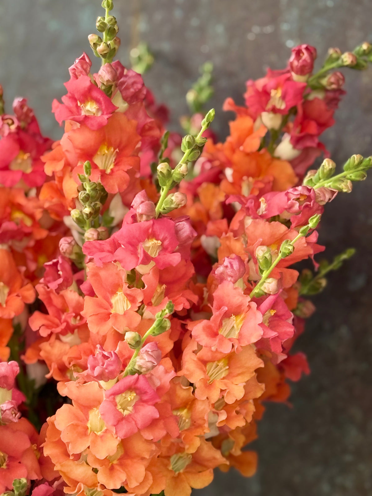 Snapdragon Chantilly™ Bronze F1 | Group 1, 2 | Antirrhinum majus | Butterfly-Type therapyofflowers.com
