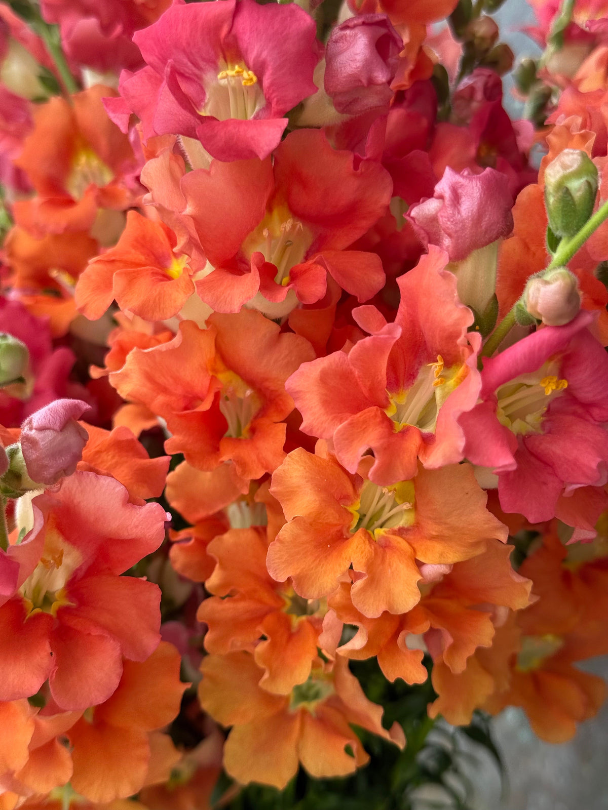 Snapdragon Chantilly™ Bronze F1 | Group 1, 2 | Antirrhinum majus | Butterfly-Type therapyofflowers.com