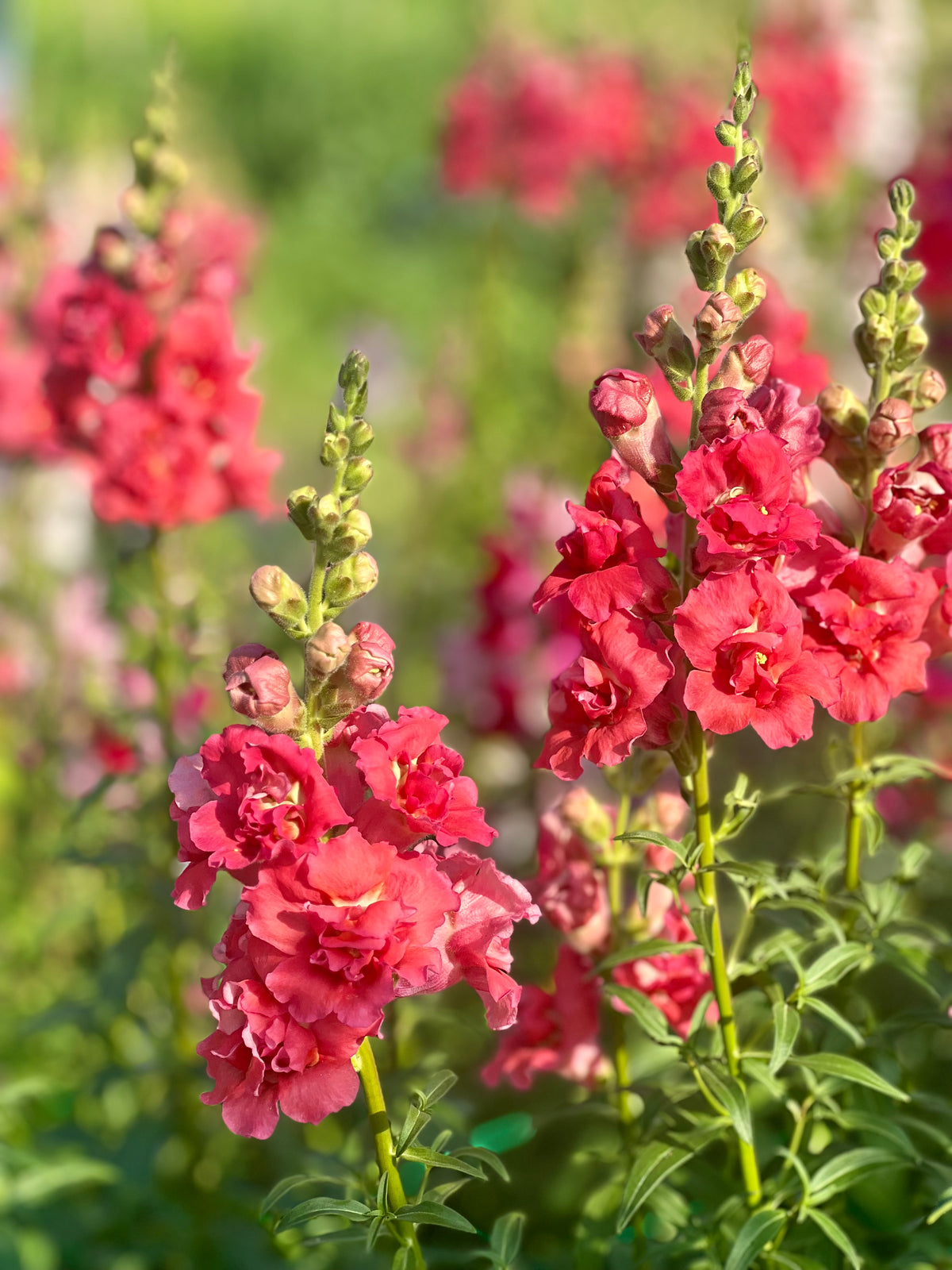 Snapdragon Madame Butterfly™ Cherry Bronze | Group 3,4 | Antirrhinum majus