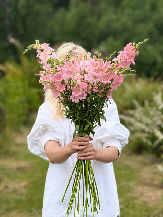 Snapdragon Chantilly™ Light Pink F1 | Group 1, 2 | Antirrhinum majus | Butterfly-Type therapyofflowers.com