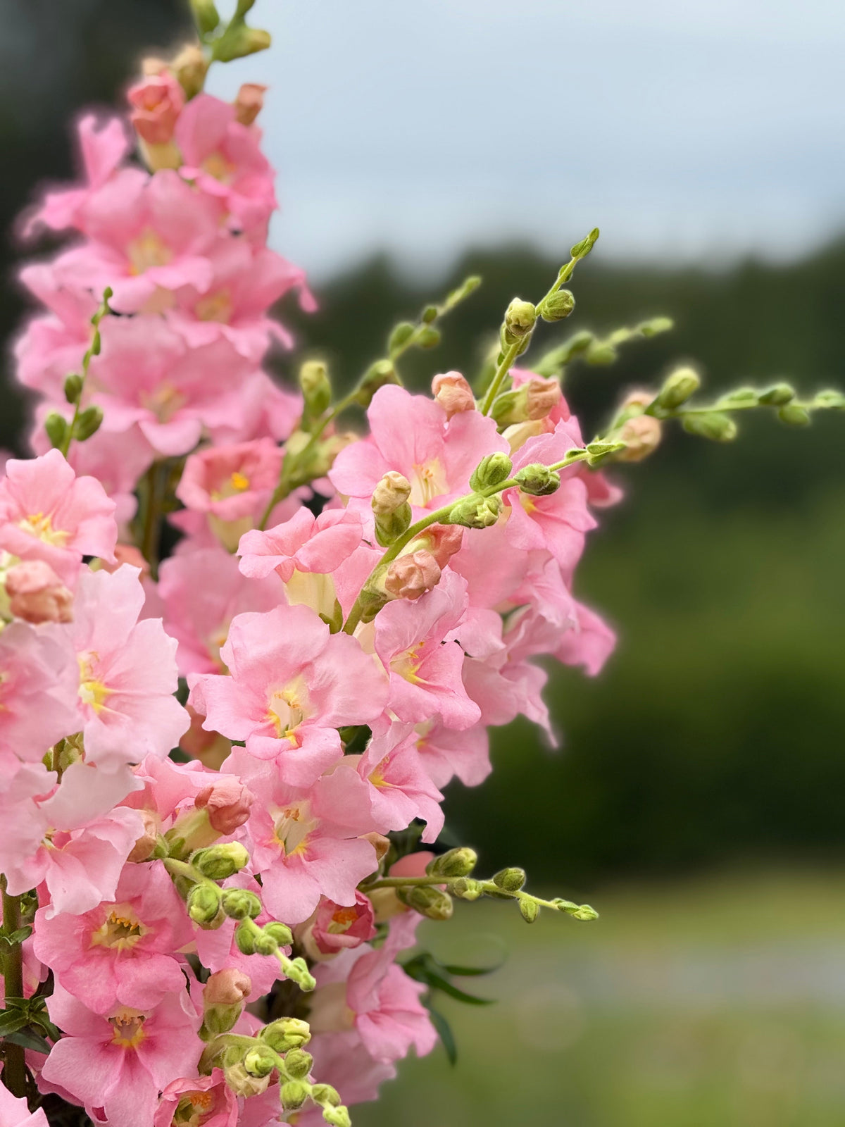 Snapdragon Chantilly™ Light Pink F1 | Group 1, 2 | Antirrhinum majus | Butterfly-Type therapyofflowers.com