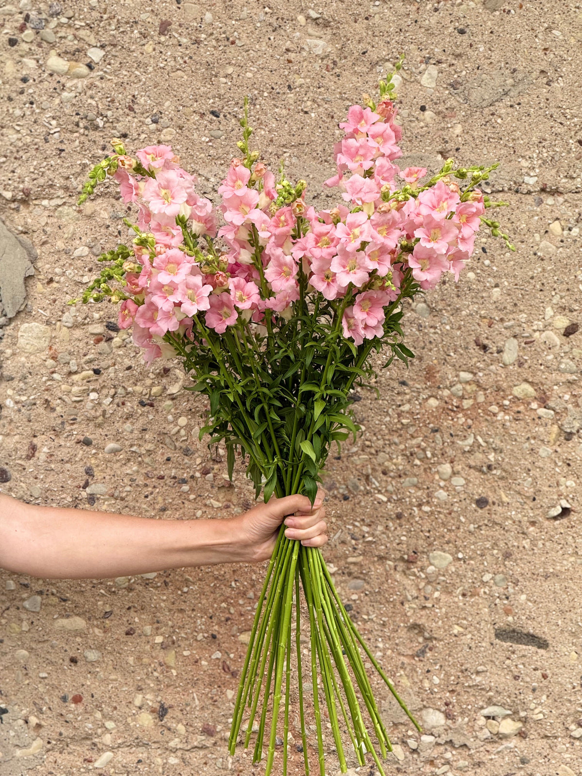 Snapdragon Chantilly™ Light Pink F1 | Group 1, 2 | Antirrhinum majus | Butterfly-Type therapyofflowers.com
