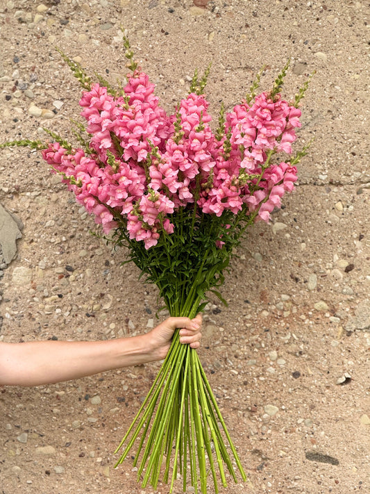 Snapdragon Legend™ Pink F1 | Group 1 | Antirrhinum majus therapyofflowers.com