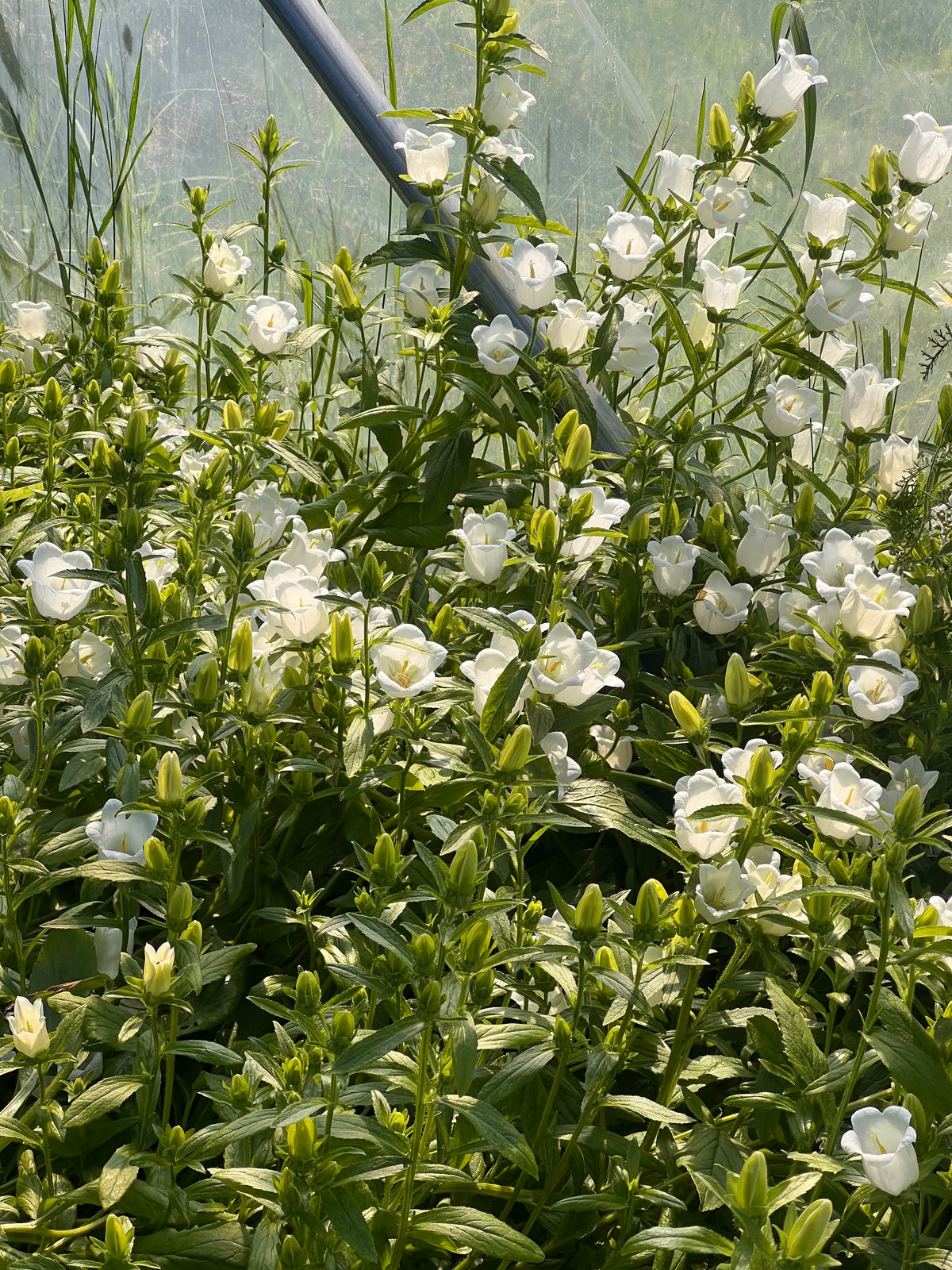 Campanula Medium Champion White | Pelleted