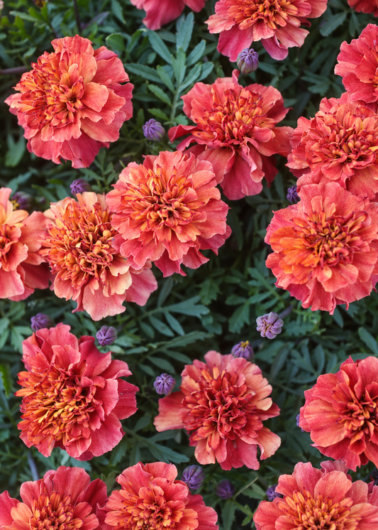 Tagetes patula Strawberry Blonde | Ryhmäsamettikukka | Väriä vaihtavat kukat