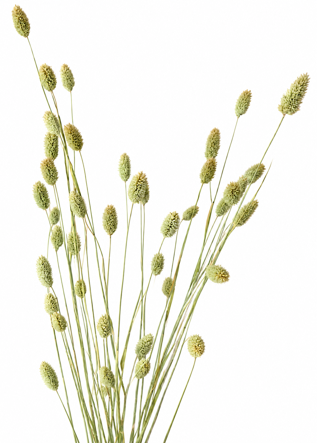PHALARIS canariensis | Canary Grass