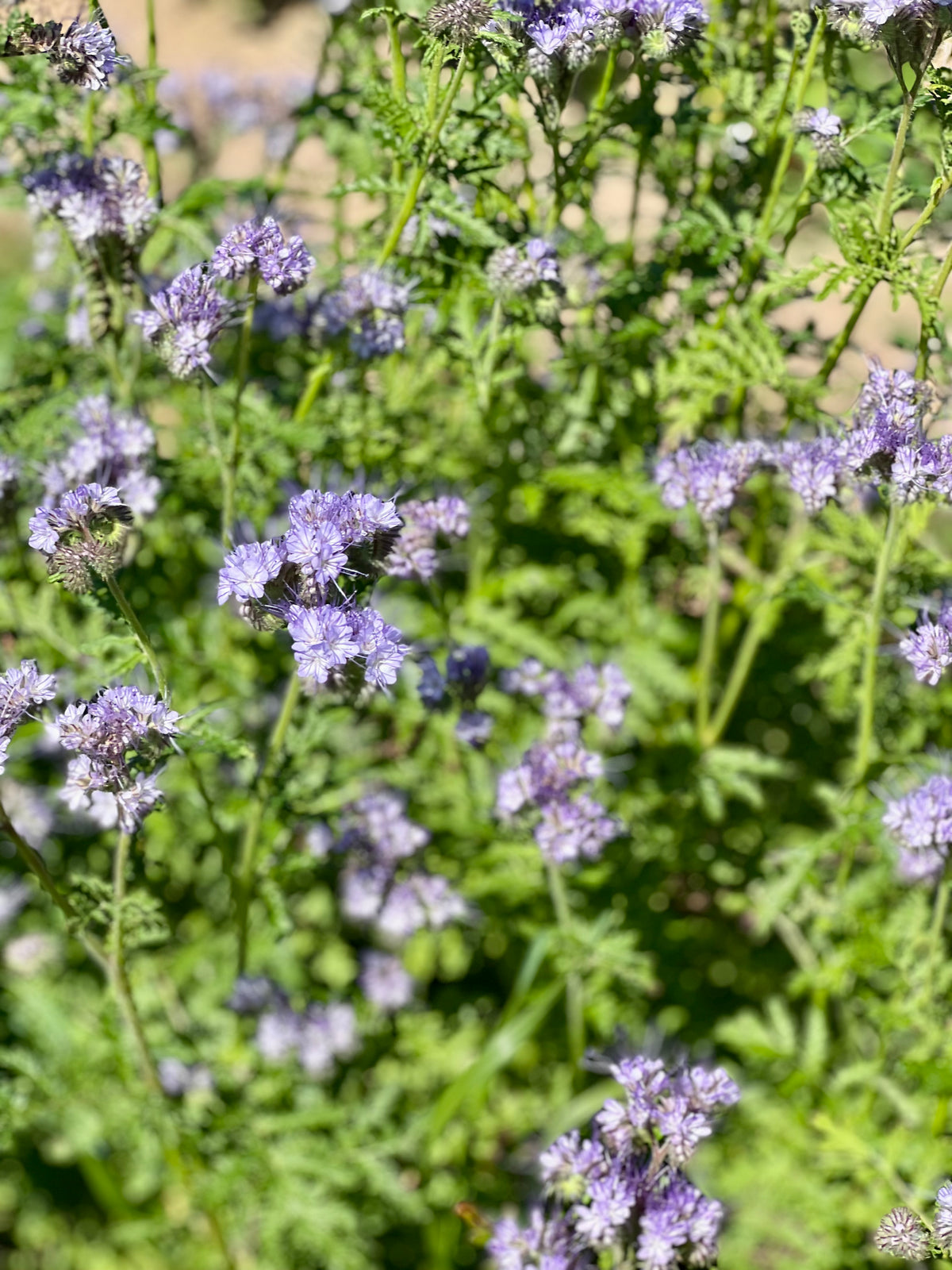 BIO Fiddleneck | Phacelia tanacetifolia