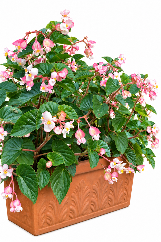 Begonia x hybrida Wookie Pink Splash F1 | Hybrid Begonia | For Premium Baskets