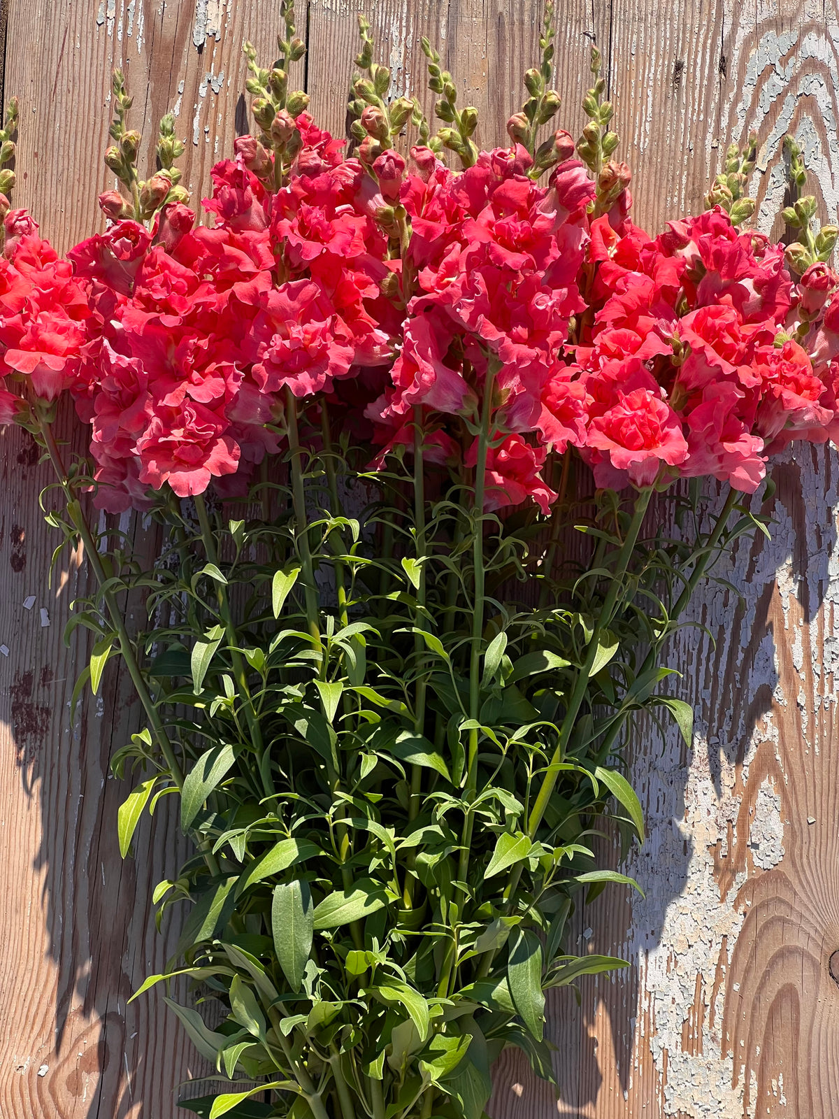 Snapdragon Madame Butterfly™ Cherry Bronze | Group 3,4 | Antirrhinum majus