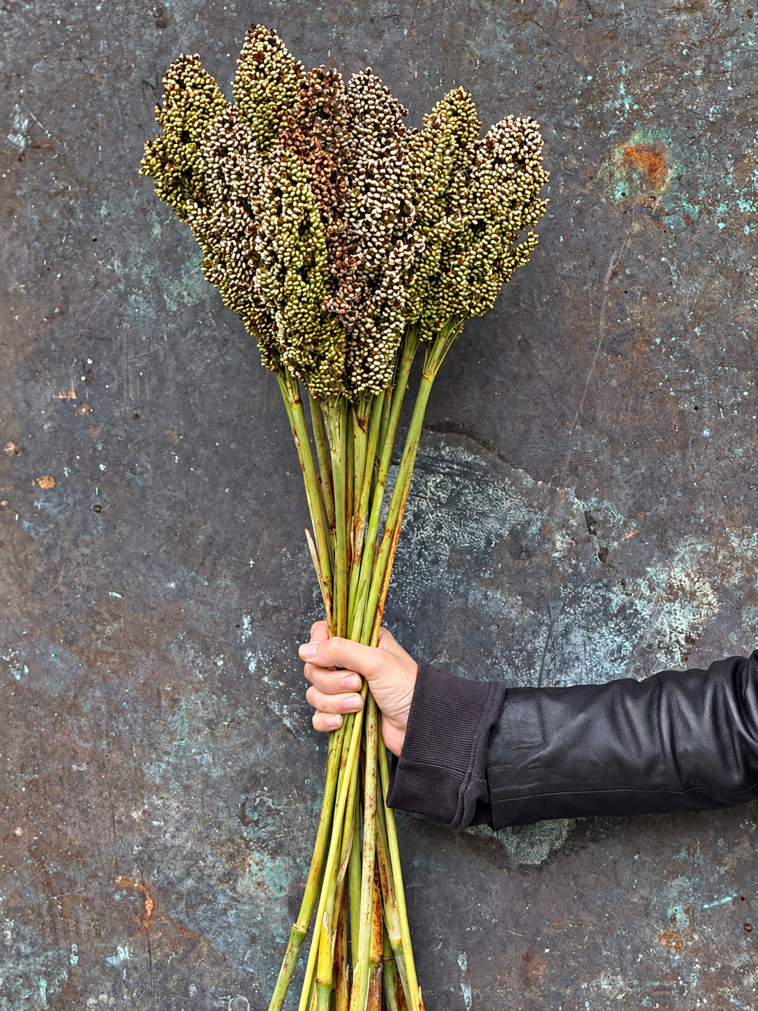 Sorghum nigricans Milaan White | Great Millet