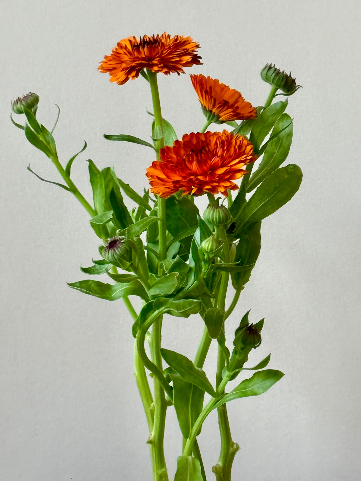 Calendula officinalis Neon | Pot Marigold