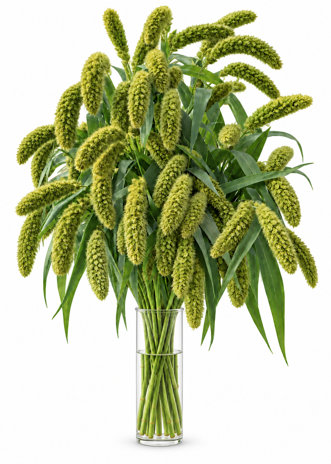 Setaria italica | Foxtail Millet | Ornamental Grass | Cut & Dried Flower
