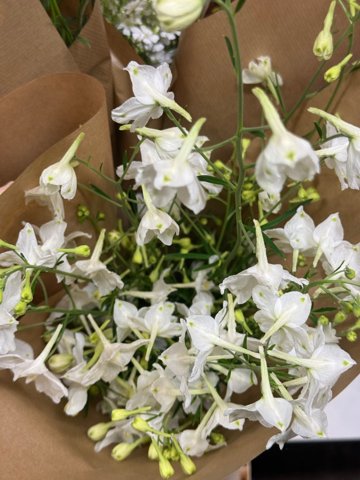 Delphinium grandiflorum Summer Star | Siberian larkspur therapyofflowers.com