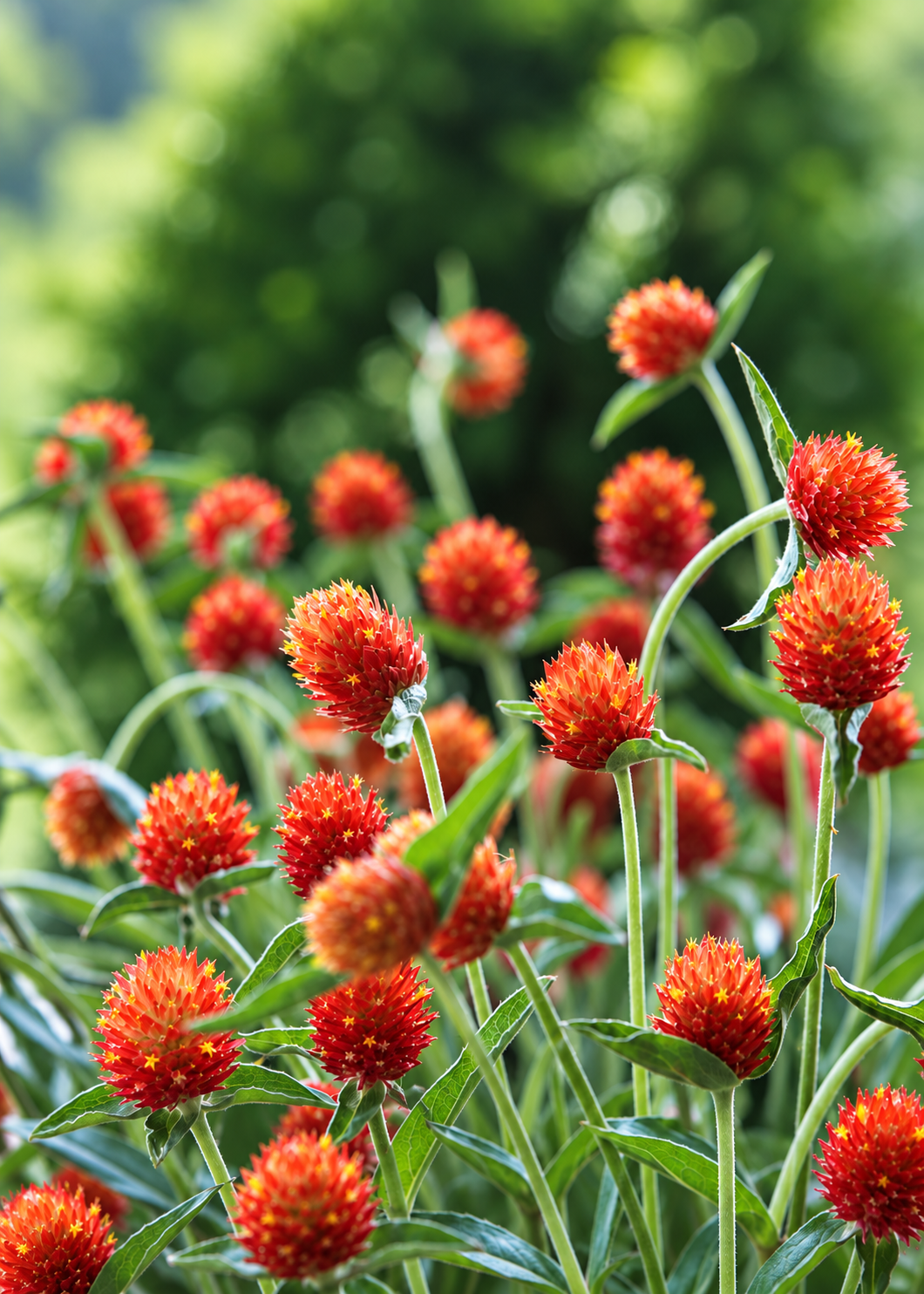 Gomphrena haageana QIS® Orange | Rio Grande Globe Amaranth