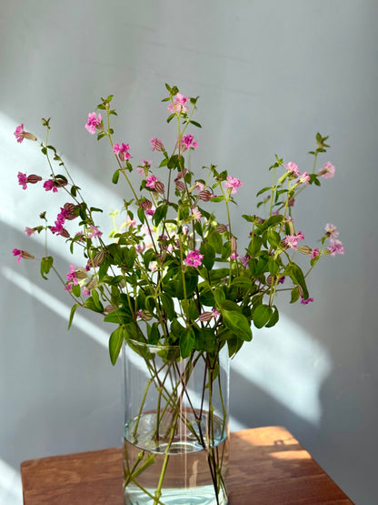 Silene pendula Sibella Lilac | Nodding Catchfly therapyofflowers.com