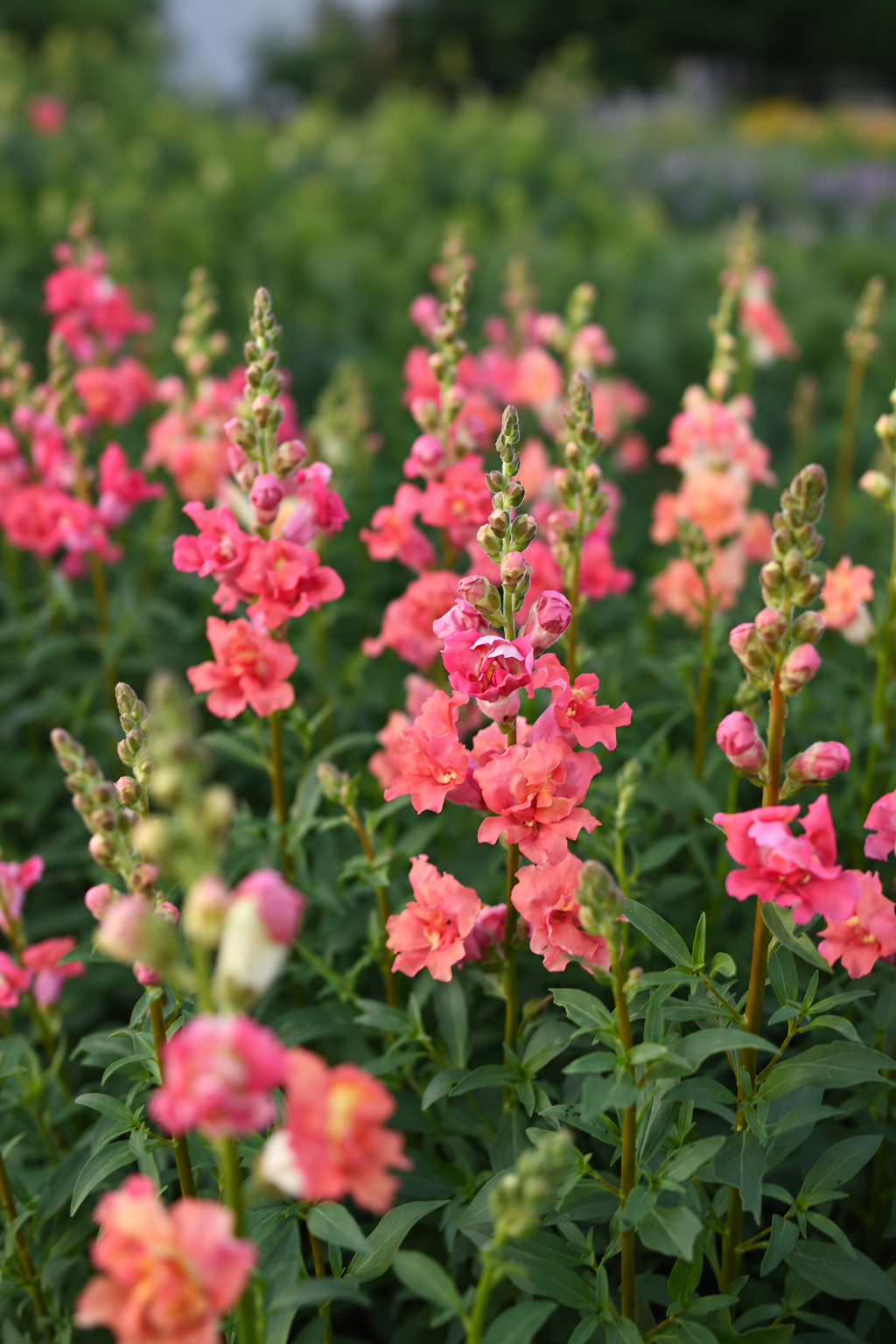 Snapdragon Madame Butterfly™ Bronze F1 | Group 2,3 | Antirrhinum majus