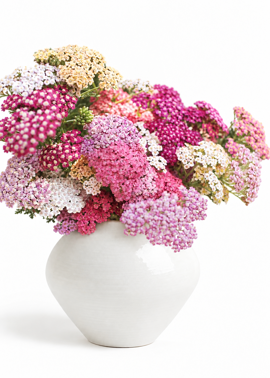 Тысячелистник обыкновенный Summer Berries | Achillea millefolium
