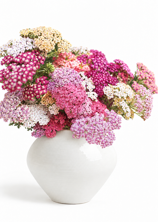 Achillée millefeuille Summer Berries | Achillea millefolium