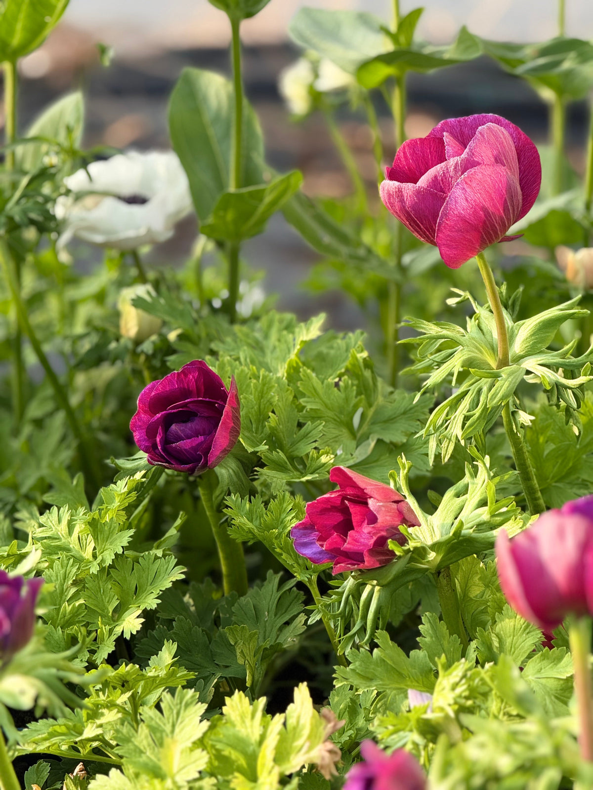 Anemone Mistral Plus® GRAPE | Italian Anemone | Corm size: 4/5 therapyofflowers.com