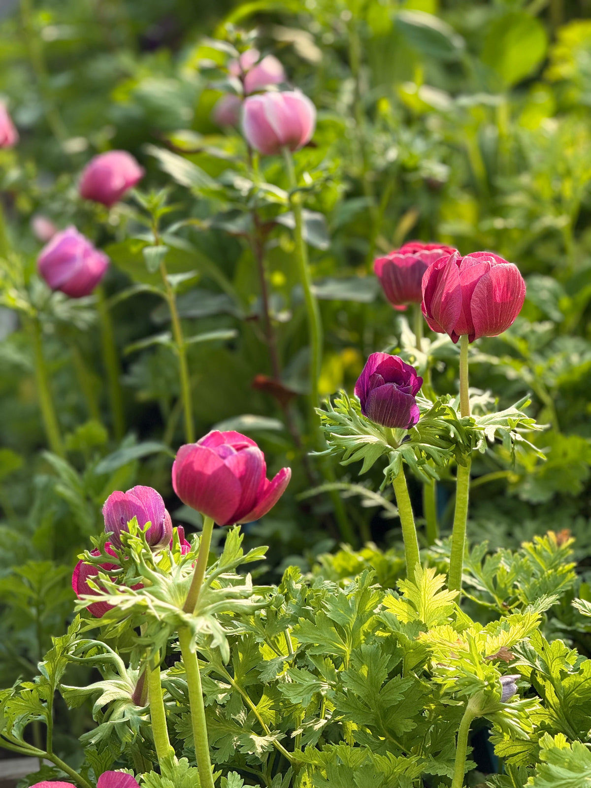 Anemone Mistral Plus® GRAPE | Italian Anemone | Corm size: 4/5 therapyofflowers.com