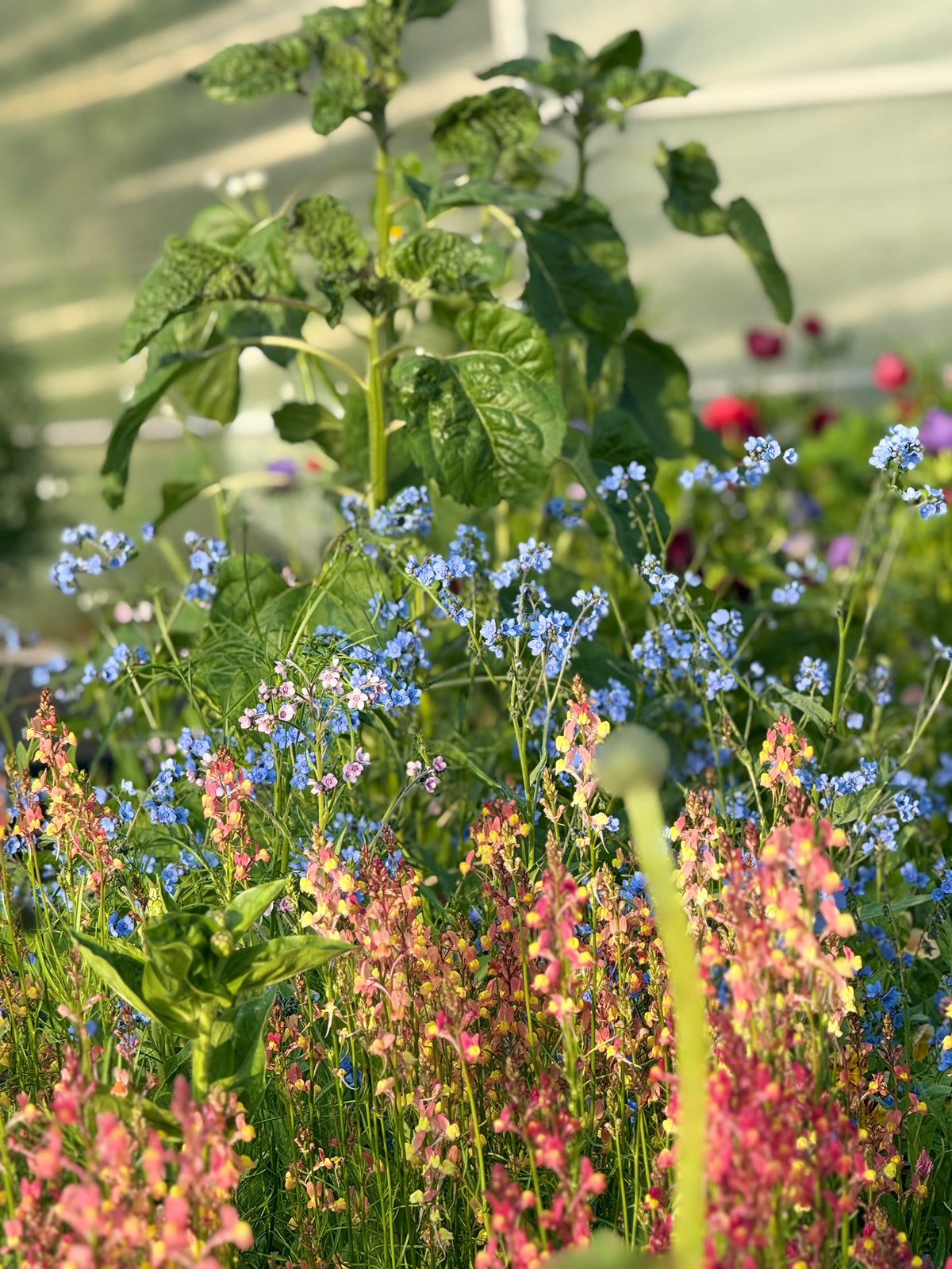 Cynoglossum amabile Firmament | Chinese Forget-me-not therapyofflowers.com