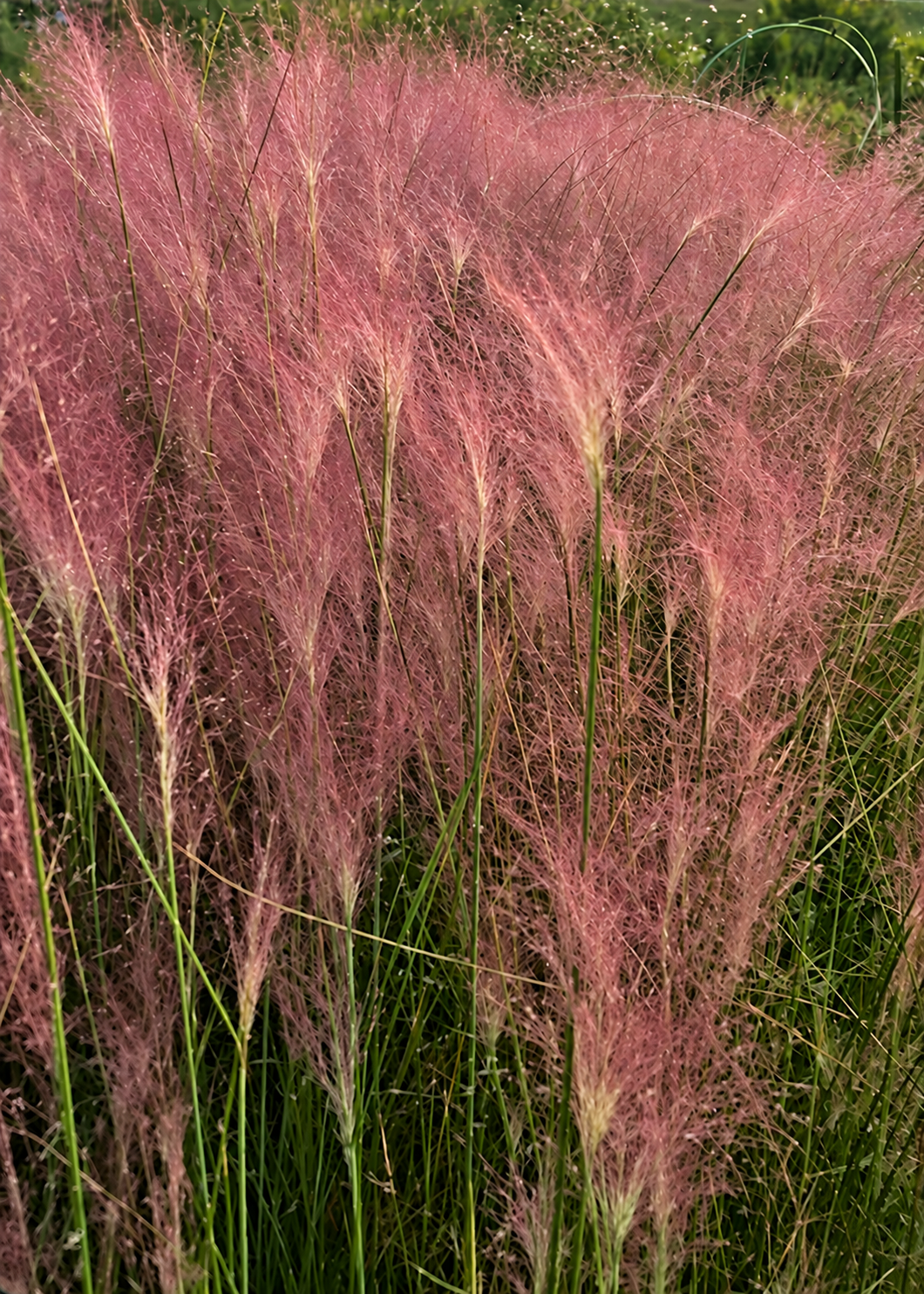 Мюленбергия Реверчона Rosy | Muhlenbergia reverchonii