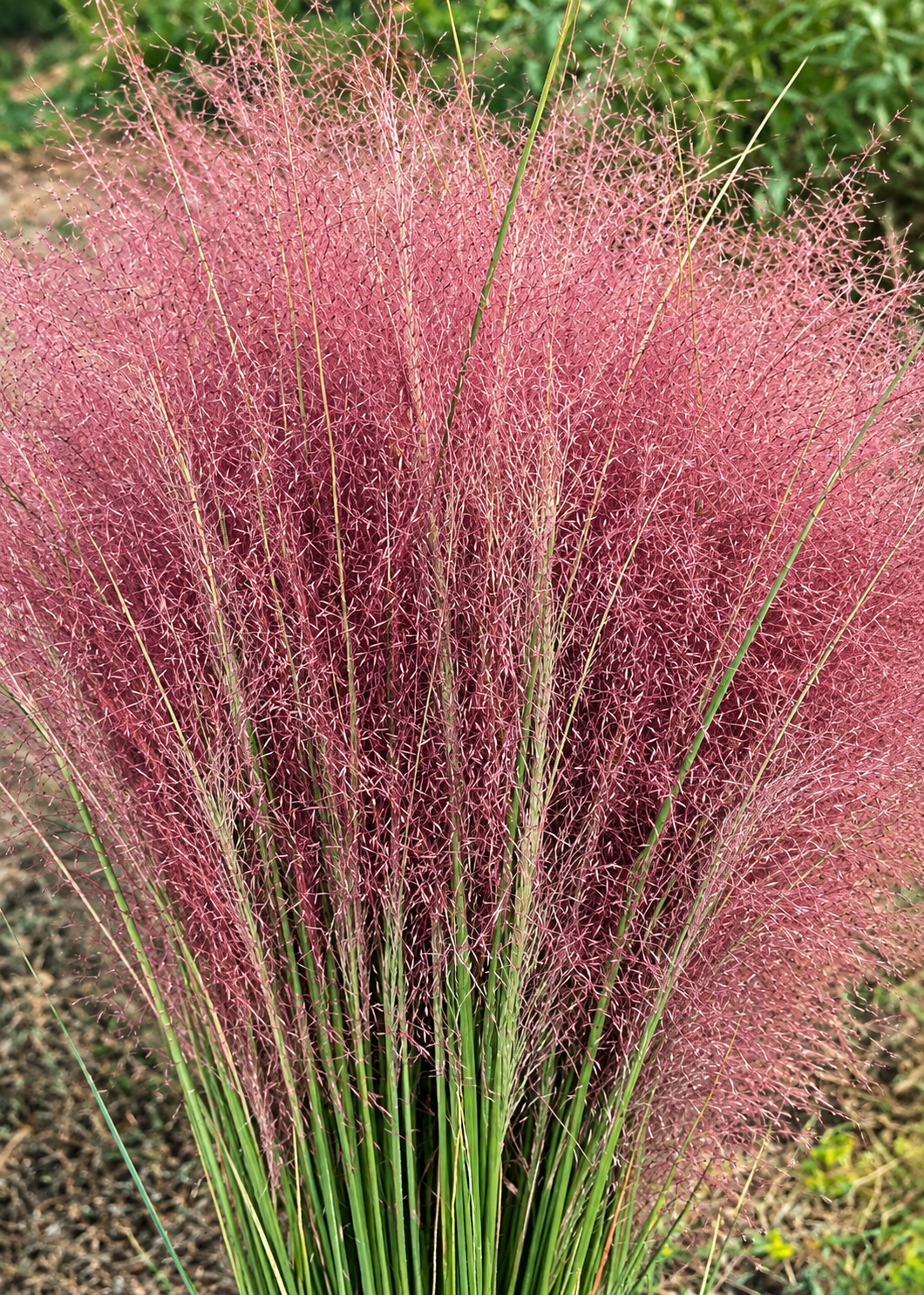 Мюленбергия Реверчона Rosy | Muhlenbergia reverchonii