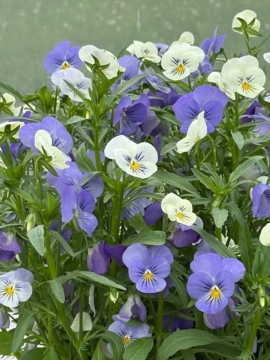 Viola cornuta Sorbet® XP YTT Babyface F1 | Horned Pansy therapyofflowers.com