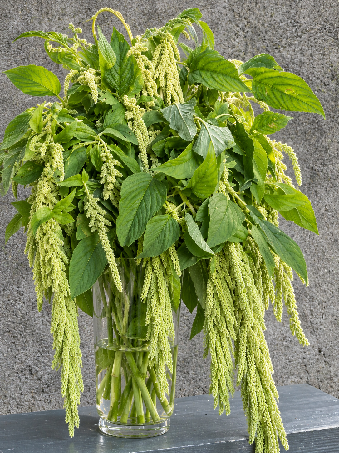 Amaranthus caudatus Viridis | Green Cascade | Hanging Green Amaranth