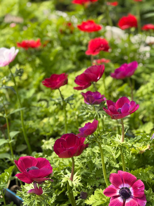 Anemone Mistral Plus® GRAPE | Italian Anemone | Corm size: 4/5 therapyofflowers.com