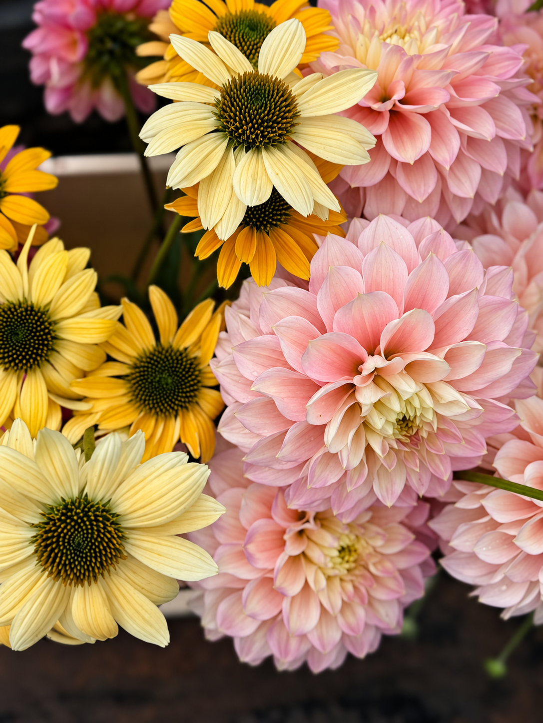 Echinacea purpurea Paradiso Yellow | Coneflower