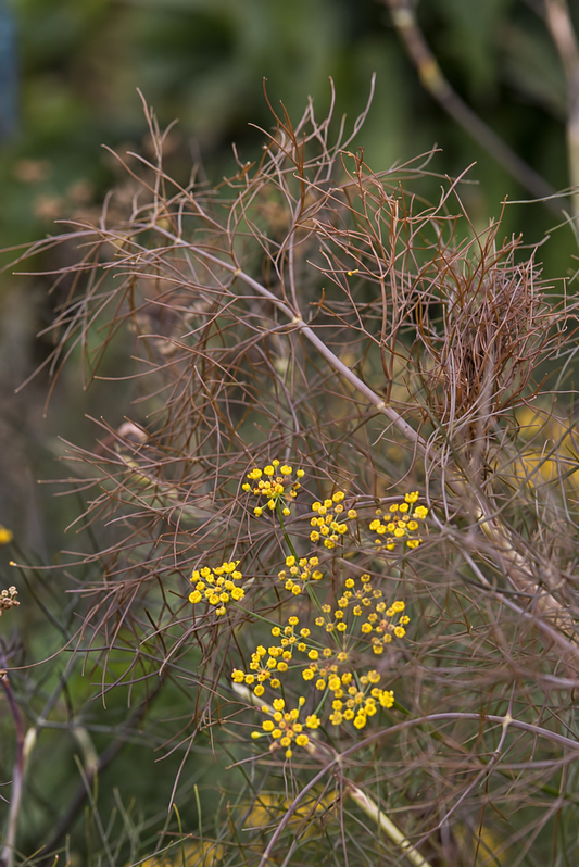 Foeniculum vulgare Smokey | Ornamental Bronze Fennel | Cut Foliage & Herb