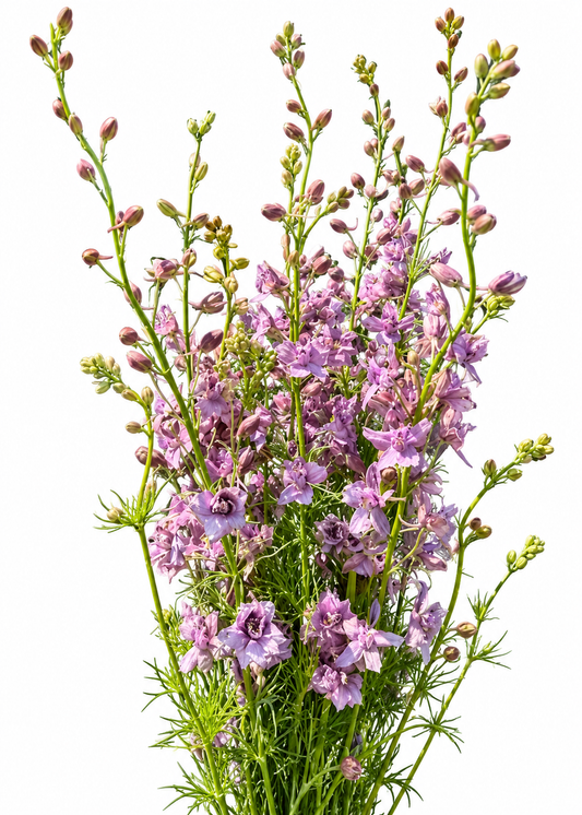 Delphinium consolida Misty Lavander | Larkspur