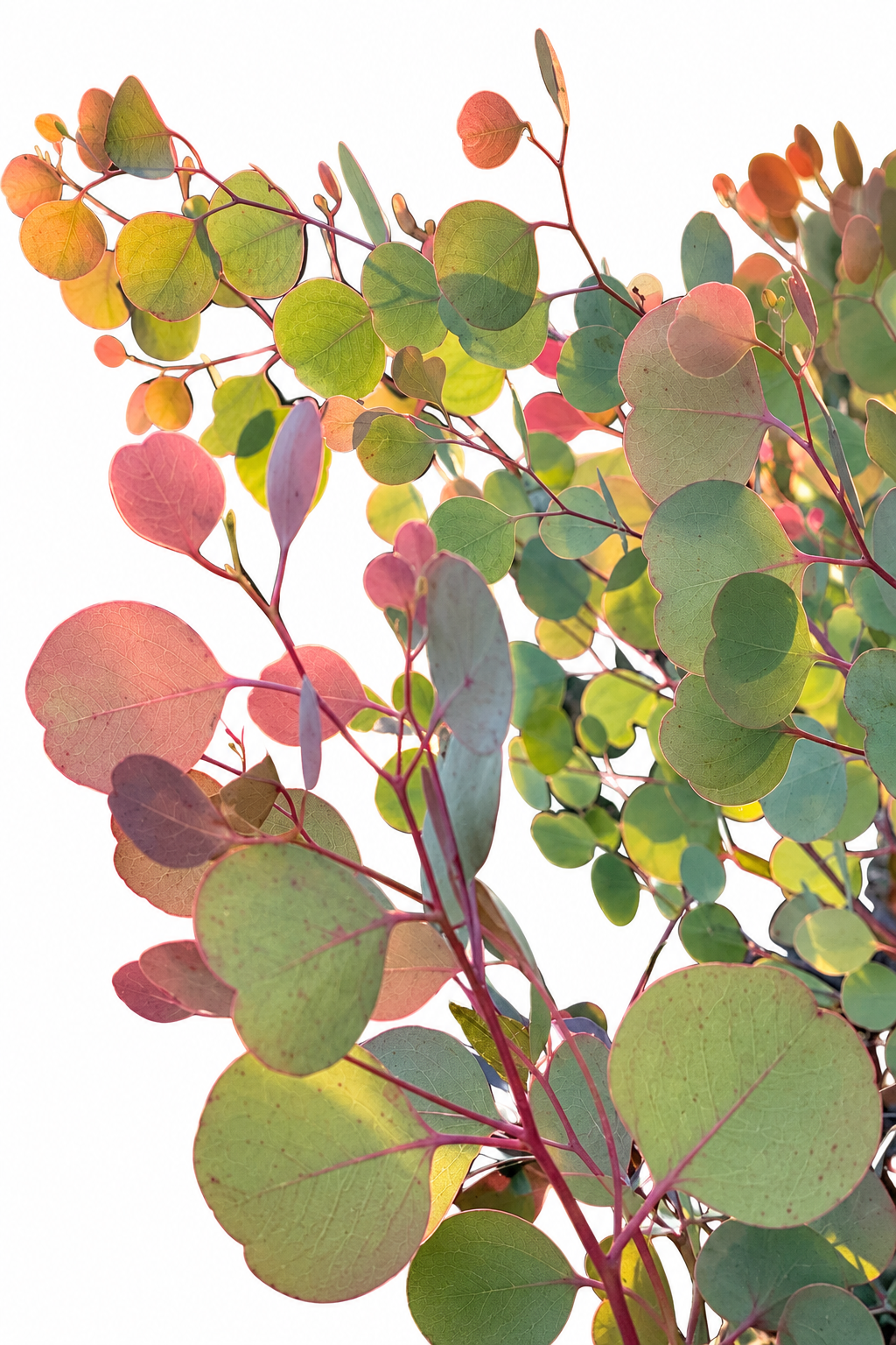 Eucalipto Murray | Eucalyptus populnea 