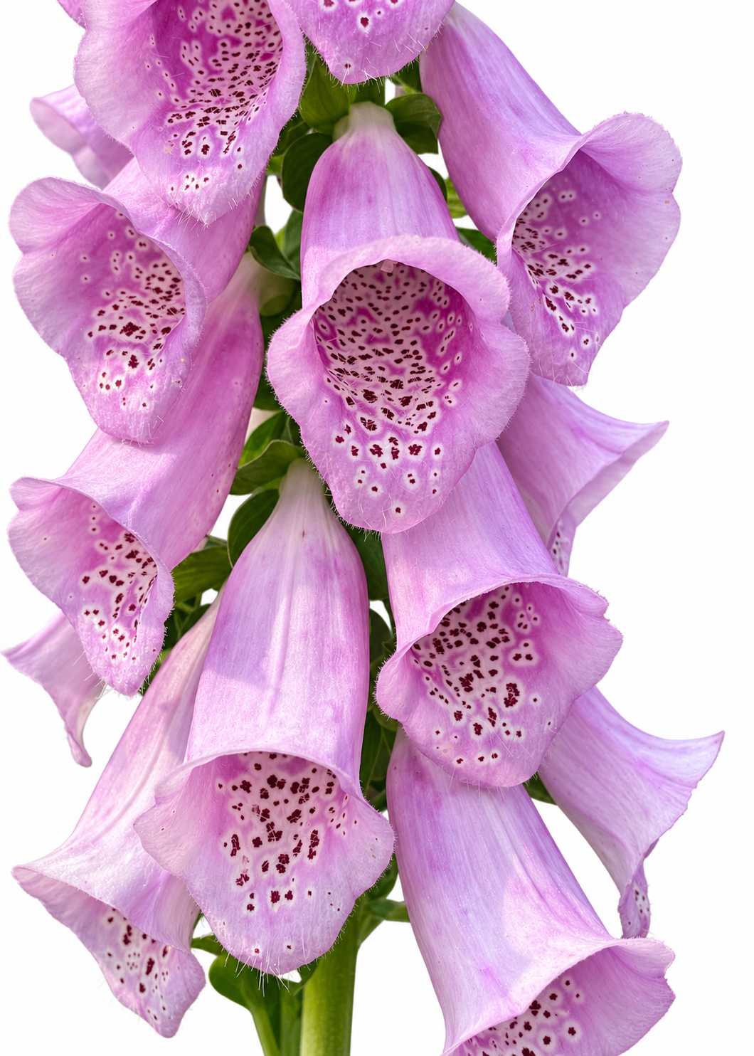 Digitalis purpurea Dalmatian Rose | Foxglove