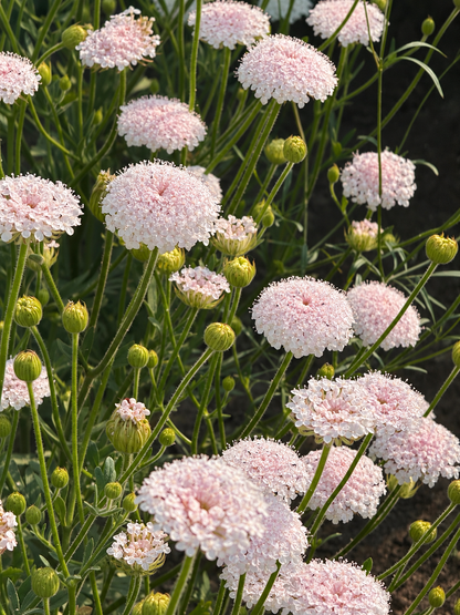 Trachymène Lace Pink | Trachymene coerulea