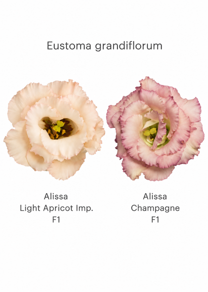 Eustoma grandiflorum Alissa Light Apricot Imp. F1 | Group 2 Lisianthus
