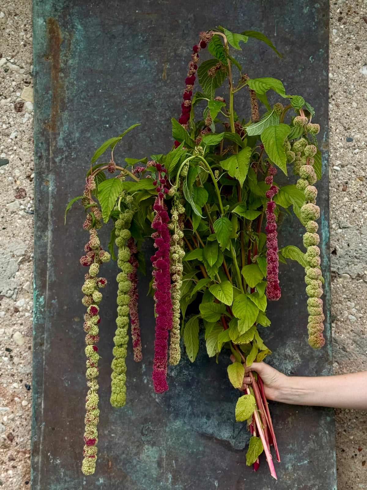Astainais amarants Mira | Amaranthus caudatus