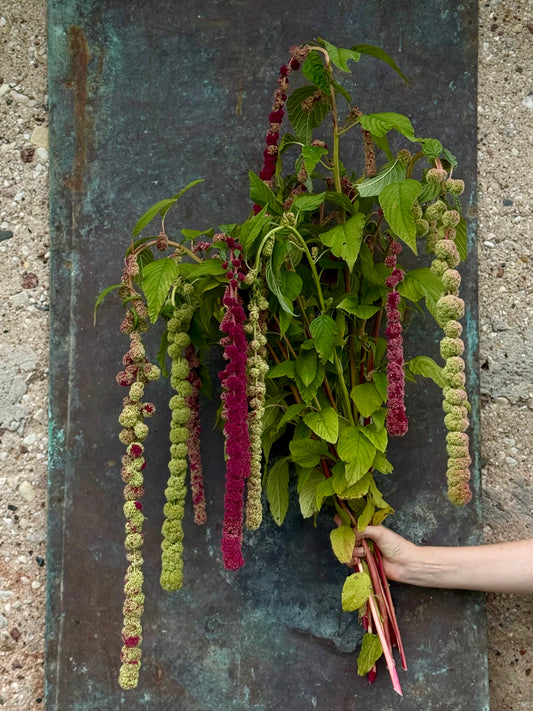 Astainais amarants Mira | Amaranthus caudatus