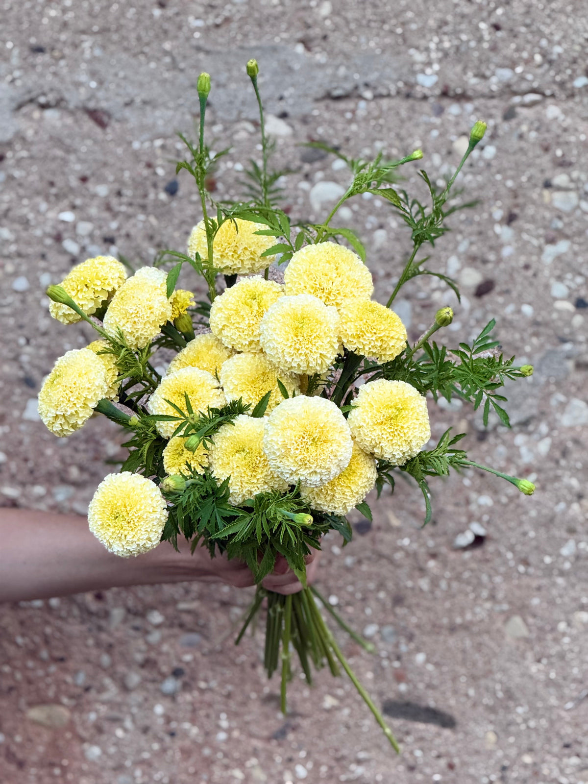Tagetes erecta Swan White F1 | African Marigold | 60-65cm | White Cut Flower Variety therapyofflowers.com