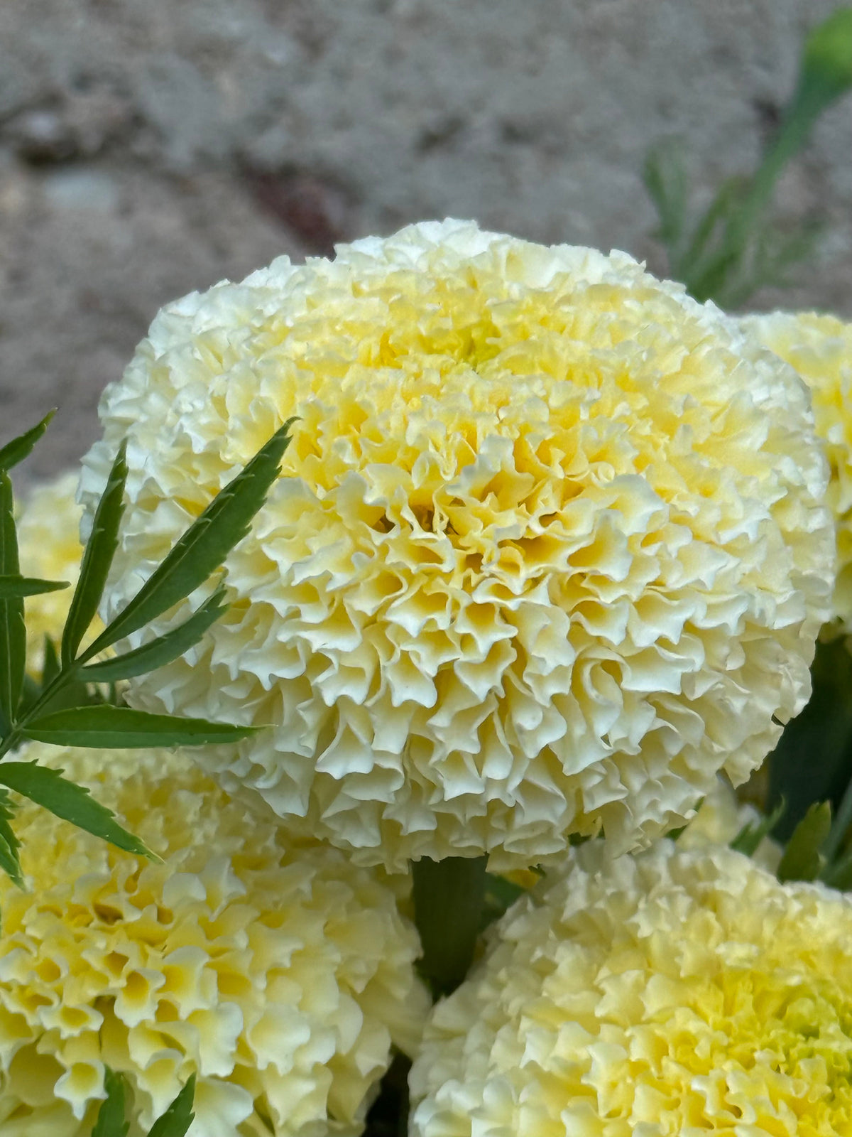 Tagetes erecta Swan White F1 | African Marigold | 60-65cm | White Cut Flower Variety therapyofflowers.com