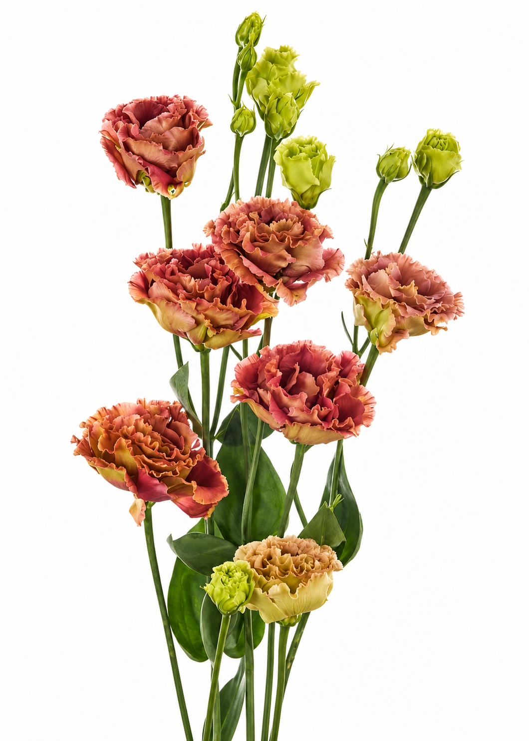 Eustoma grandiflorum Rosanne Terracotta F1 | Group 2 Lisianthus