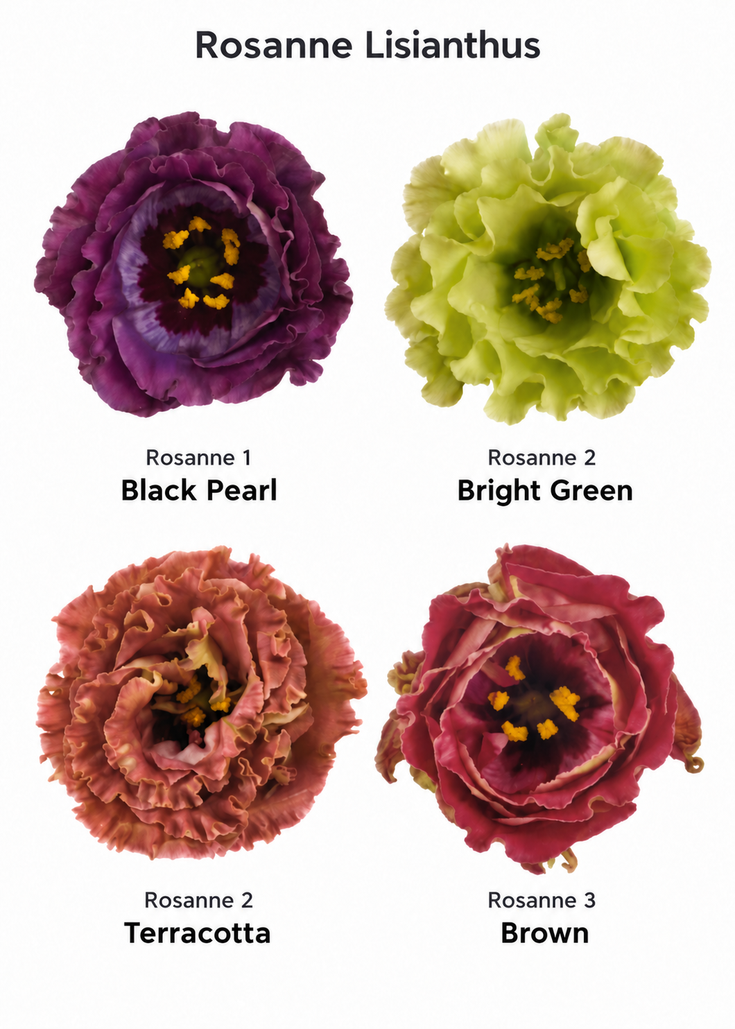 Schönkelch Rosanne Black Pearl F1 | Eustoma grandiflorum | Gruppe 1