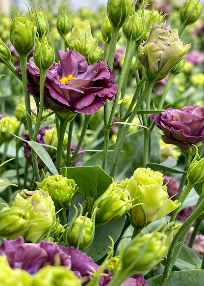 Schönkelch Rosanne Black Pearl F1 | Eustoma grandiflorum | Gruppe 1